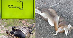 These are the top 7 weirdest things snakes have eaten