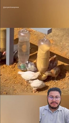 DIY chicken feeder made from plastic bottles