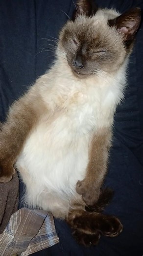 Buddy taking a nap on my lap and snoring.