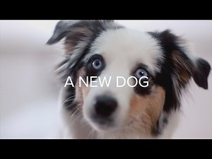 Dear Diary: A New Dog