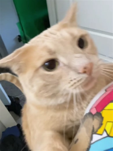 Clingy Cats: The Adorable Side of Feline Affection