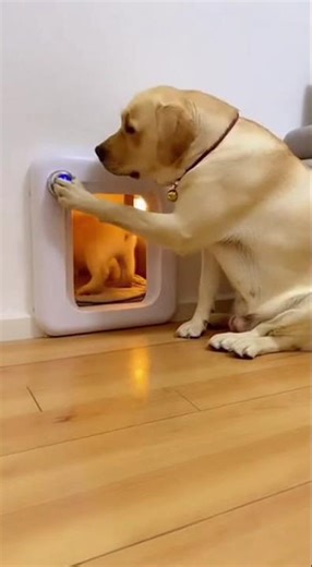 Puppy's First Smart Door Dash! Adult Lab Teaches.
