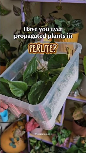 Next time, try propagating your houseplants in perlite 🪴💚