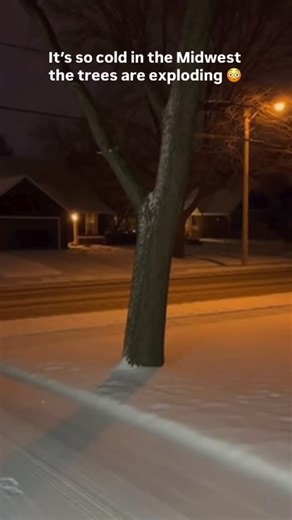 Roam and Report | Travel | News on Instagram: "MIDWEST DEEP FREEZE: Temperatures dropped so fast in Minnesota that trees began splitting apart — a rare winter phenomenon caused by extreme cold. #Minnesota #WinterWeather #DeepFreeze #ExtremeCold"
