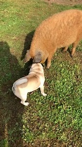 2 piggies playing 🐷✨❤️ @axelfthepug | Pugs