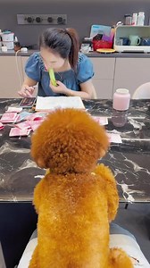 This dog has become a spirit😂👏 #funny #smartdog #dog | Golden Retriever Smart