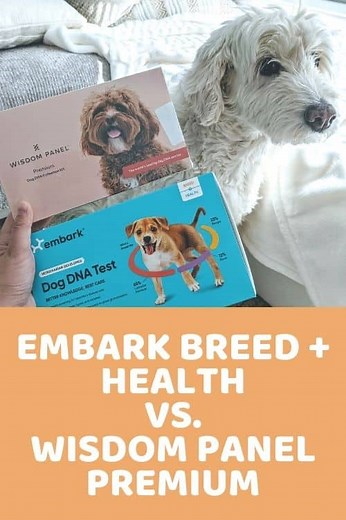 We Tried BOTH: Embark Breed Health & Wisdom Panel Premium