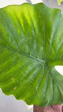 Mealybugs? Kill them before they spread
