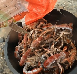 Mangrove Lobster Dinadampot nalang inanud ng baha | palawan | Kuys Dagz Fishing