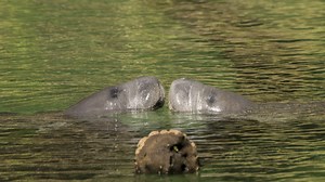 Where can I see manatees in Tampa Bay? 8 places to spot the gentle giants