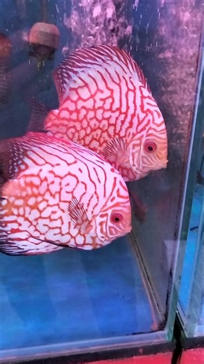 Rare and beautiful discus fish (Red & bright colors and patterns) #fish #discus #fishkeeper #pets