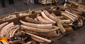 U.S. takes action to end elephant slaughter