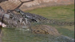 Hungry crocodiles eating in a zoo natural park