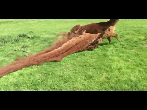 Alpaca under attack - What do they do to defend themselves?