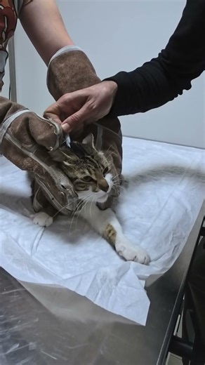 At Home: Angel 😇 / At the Vet: 😼🐾Tell me I'm not alone 😅