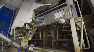 Farmer using automatic milking machine. The farmer milks the cows through the automatic milking machine. It uses the digital display. Hygienic milking. The device automatically finds the cow's udder a