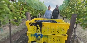 ‘Girls’ wine’ project empowers women in male-dominated wine industry