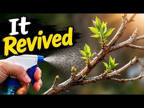 6 Things I Fixed on My Peach Trees That Actually Made a Difference ( Mostly Don't Know )