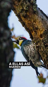 Una curiosidad del carpintero bellotero #facebookreel #reels #animals | Curiosidades del mundo animal