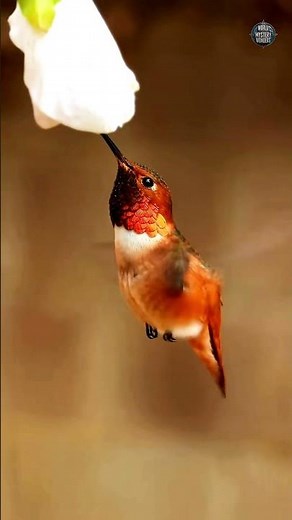 The Incredible Beauty of Allen's Hummingbird