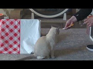 How to give a cat prednisolone gabapentin or other liquid oral medication easily