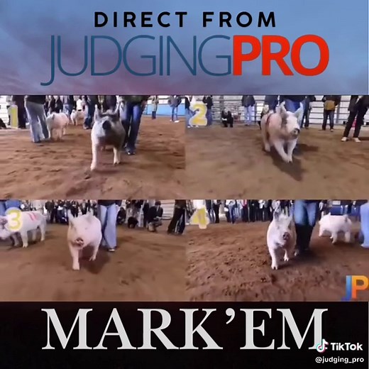 Sorting Market Hogs for Livestock Judging