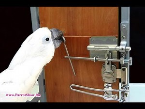 Parrot Intelligence - Sequential Problem Solving (video 7/8)