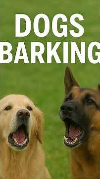 🐶 Dogs Barking Sounds 🐶 | Does Your Dog React?