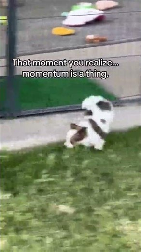 I could seriously watch these paps grow and learn all day—every new thing they do just melts me.