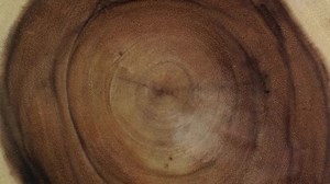 Wooden circle stump trunk background from top. Saw cross section cut tree wood rotation.