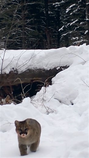 Nature on Instagram: "Just a couple of cutie mountain lion cubs. 🥹"