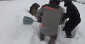 Moose stuck in snow rescued by snowmobilers