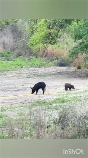 Boar & Piglet in the Wild | Unforgettable Wildlife Scene