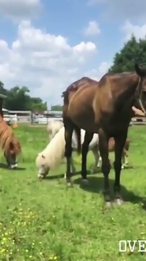 5'8 Basketball Player Jumping High | Slam Dunk Achievements