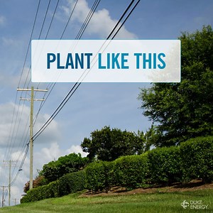 Thinking about planting a tree this spring? Make sure to plan before you plant: Choose the right tree in the right place to avoid interference with power lines as it grows. Learn more: http://spr.ly/6181kp52P 🌱 🌳 | Duke Energy