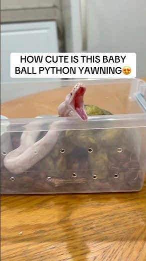 How CUTE Is This Baby Ball Python Yawning😍🐍