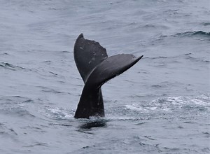 A University of Maryland Center for Environmental Science researcher is key to understanding gray whale die-offs in the Arctic following several trips to the area and decades of resesearch. Bay Bulletin visits the lab in Solomons Maryland to see what's causing the 25% population decline during each die-off. National Oceanic and Atmospheric Administration (NOAA) U.S. Fish and Wildlife Service | Chesapeake Bay Magazine