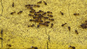 Migratory termite swarm are carrying larva to new nest