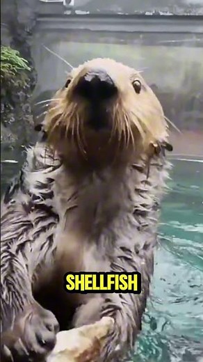 Amazing Otter Facts🤯