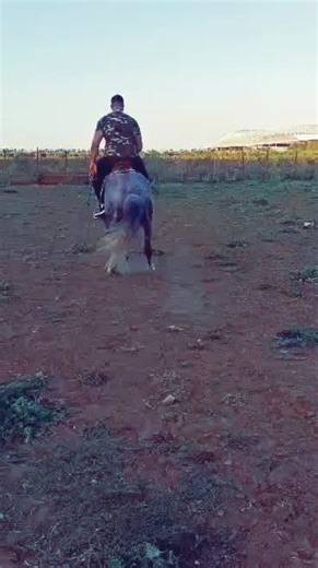 Horseback Riding Techniques in Open Fields