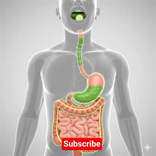 What Happens When You Eat? 🤯 The Human Digestive Journey in 3D!