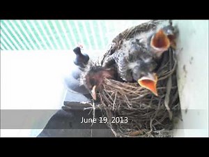 Tragedy & Triumph - An American Robin Documentary