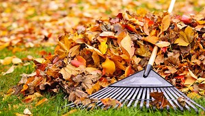 Should you rake your leaves this fall? The experts say no. Here's why