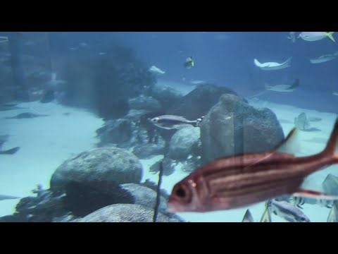 Ocean Wonders: Blue Tang & More #reeffish #zebrashark #bluetang #unicornfish #cownoseray #aquarium