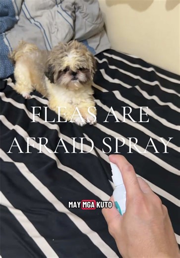 Effective Flea and Bedbug Solutions for Pets