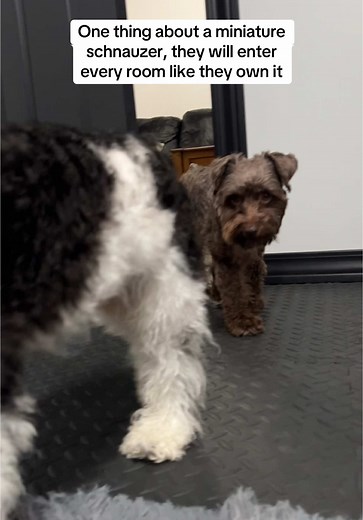 Miniature Schnauzers: The Confident Canine Companions