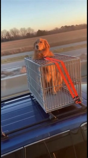 Dog's Epic Car Ride Fail 😱 #dogfail #animals #shorts