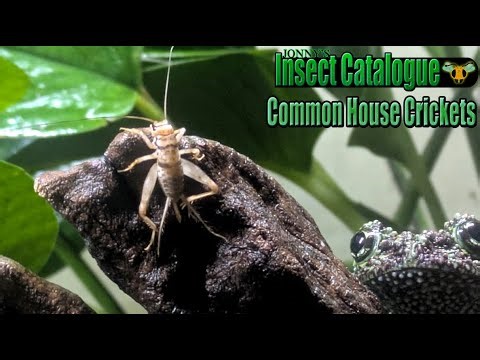 Common House Cricket - Mossy Frog Thunderdome (Acheta domesticus)