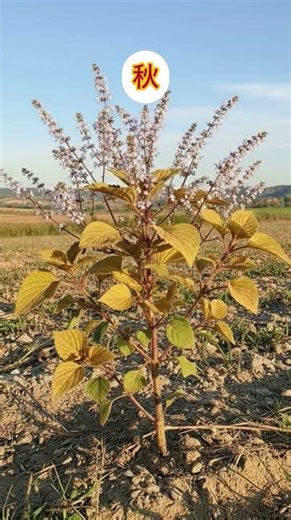 Bốn mùa trong năm