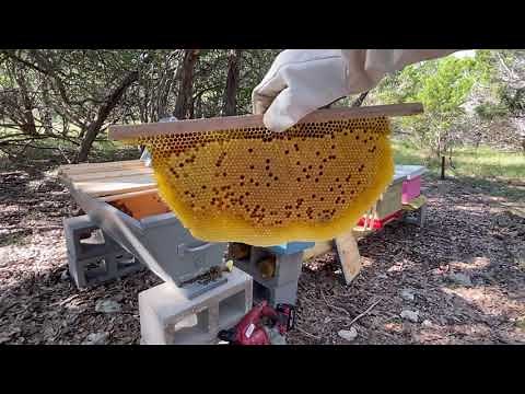 HOW TO TRANSITION FROM LANGSTROTH TO TOP BAR HIVES - Treatment free beekeeping!!